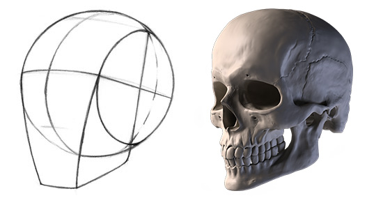 550x284 How To Draw The Head From Any Angle Proko - Loomis Head Drawing