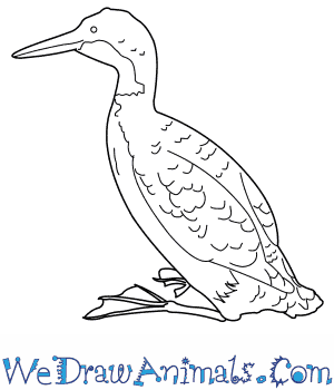 300x350 How To Draw A Common Loon - Loon Drawing