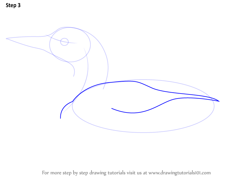 844x598 Learn How To Draw A Common Loon - Loon Drawing