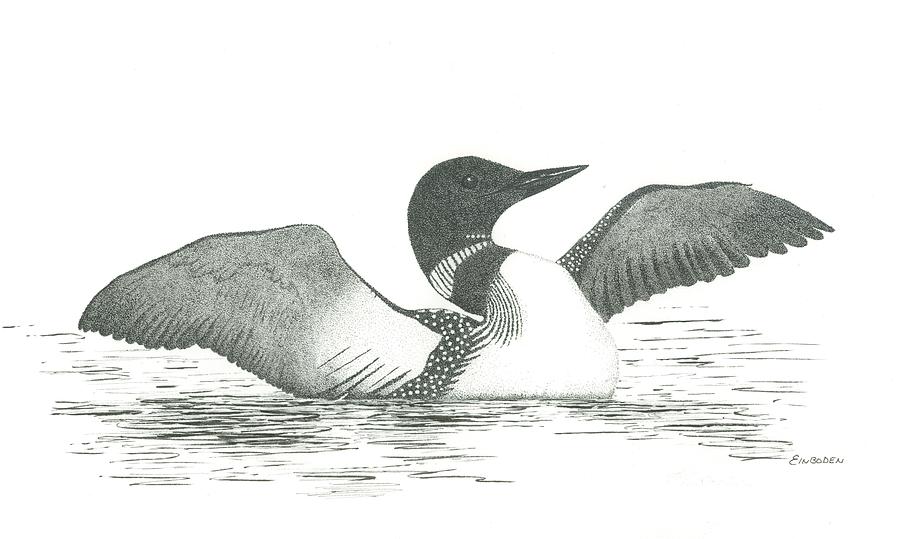 900x539 Loon Drawing - Loon Drawing