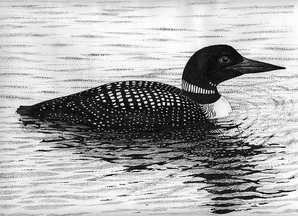 600x436 Loon Drawing - Loon Drawing