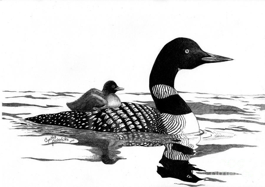Loon Drawing at Explore collection of Loon Drawing
