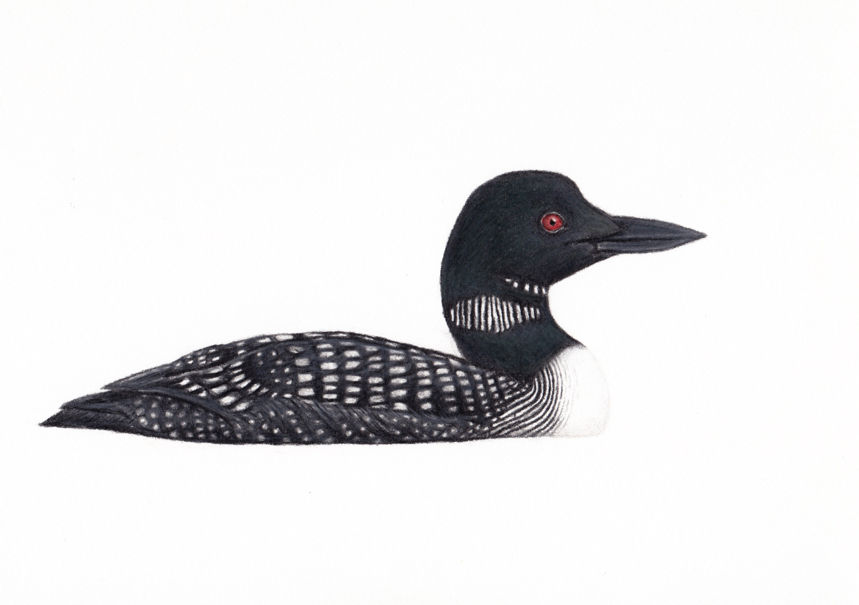 Loon Drawing at PaintingValley.com | Explore collection of Loon Drawing