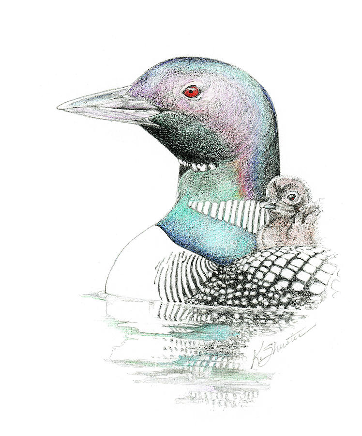 748x900 Loons Drawing - Loon Drawing