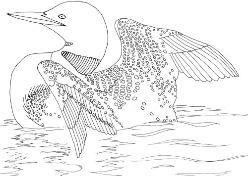 500x356 shelley's loon and water reflections demo - Loon Drawing