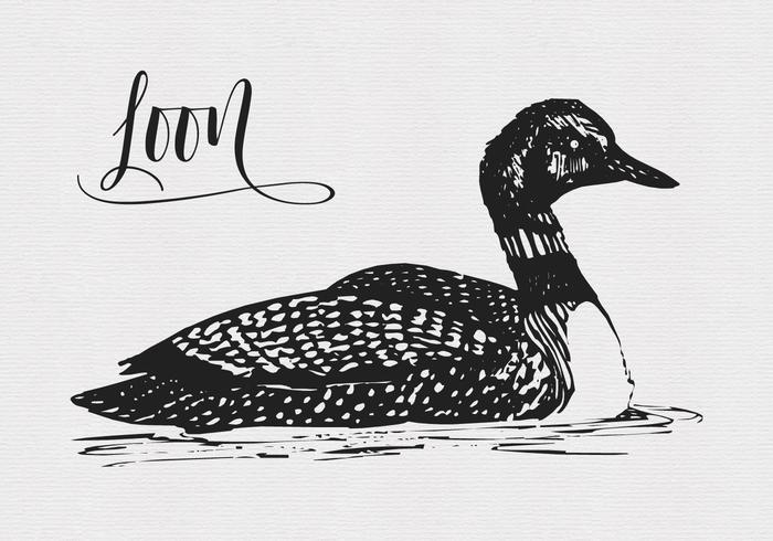 700x490 vector quirky drawing of a loon bird - Loon Drawing