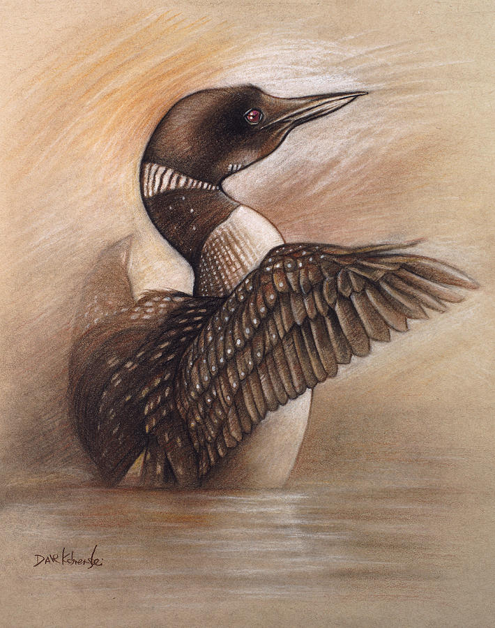 710x900 Wild Loon - Loon Drawing