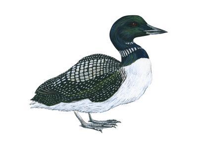 Loon Drawing at PaintingValley.com | Explore collection of Loon Drawing