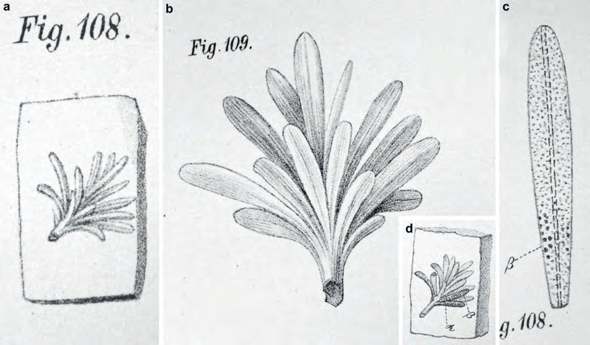 850x497 historic drawings of two lost amber specimens of abies obtusifolia - Lost Drawings