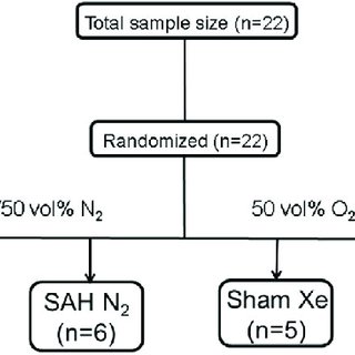 320x320 Flow Chart Of Included Animals Animals Were Randomized - LotDrawing