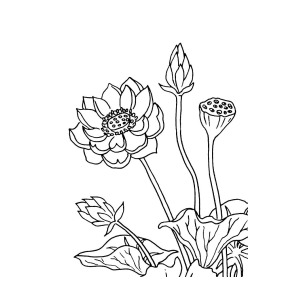 300x300 Lotus Flowers Drawing Drawing - Lotus Drawing