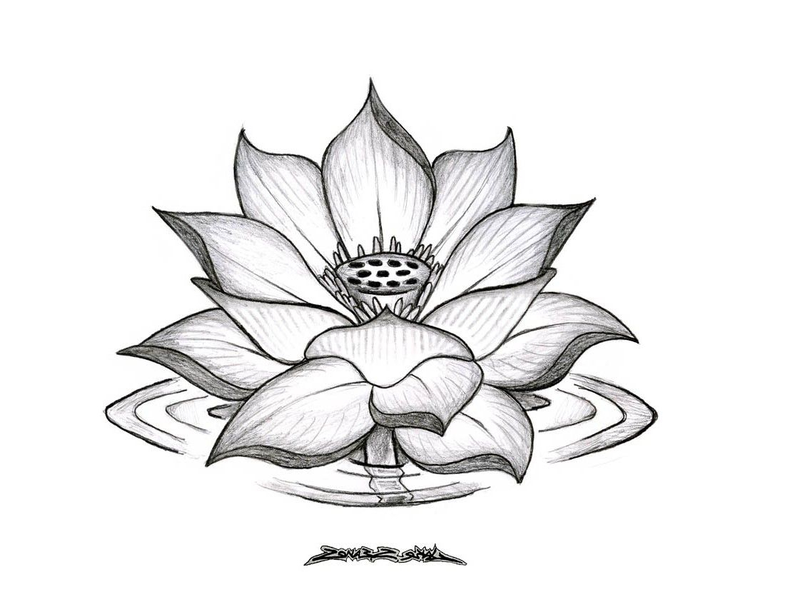 1100x850 Flower Lotus Drawing Lotus Flower - Lotus Drawing Images
