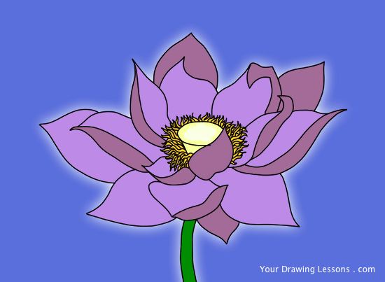 550x403 How To Draw A Lotus Flower Your Drawing Lessons - Lotus Drawing Images