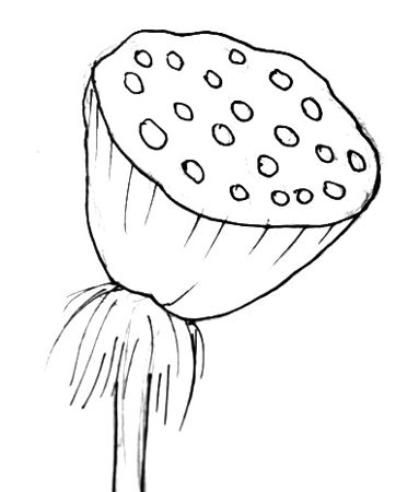 383x450 How To Draw A Lotus - Lotus Drawing Images