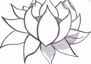 300x210 Lotus Flower Pencil Drawing Lotus, Drawing, Lineart Draw - Lotus Drawing Images