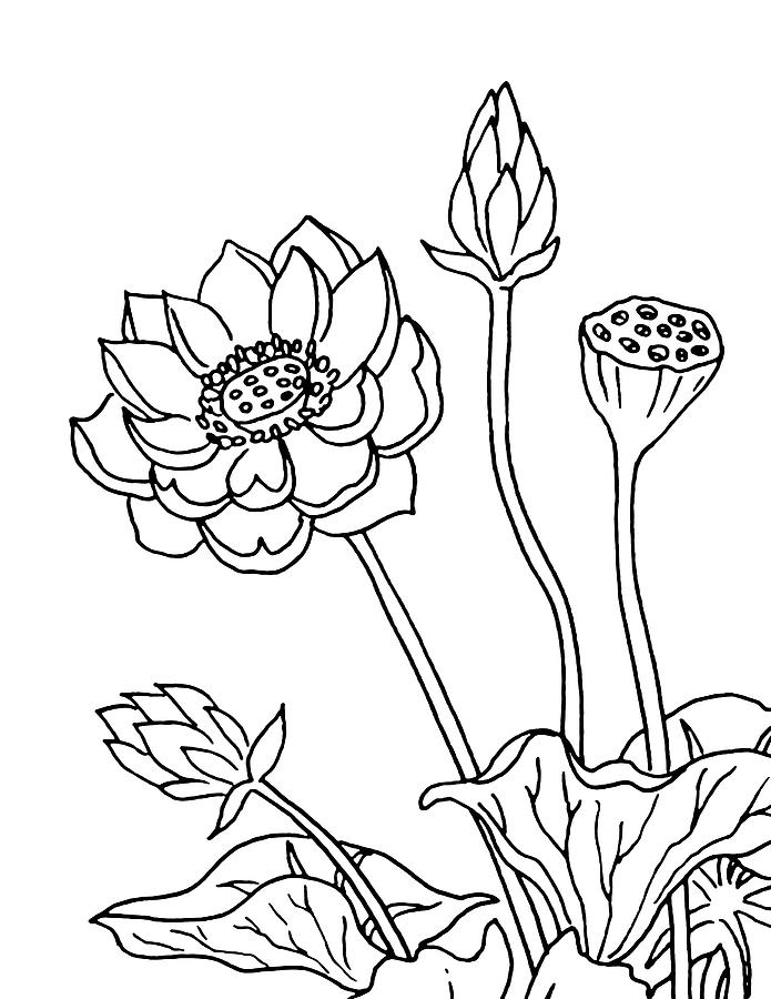 695x900 Lotus Flowers Drawing Drawing - Lotus Drawing Images