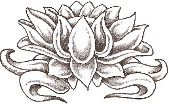 596x368 Huge Collection Of 'lotus Flower Drawing Simple' Download More - Lotus Drawing Simple