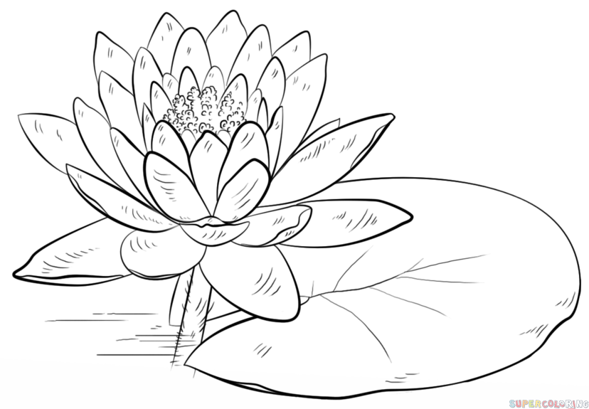 828x575 Lotus Drawing Simple For Free Download - Lotus Drawing Simple