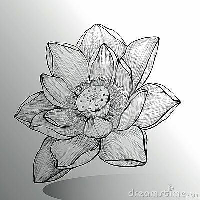 400x400 Drawing Step - Lotus Drawing Simple