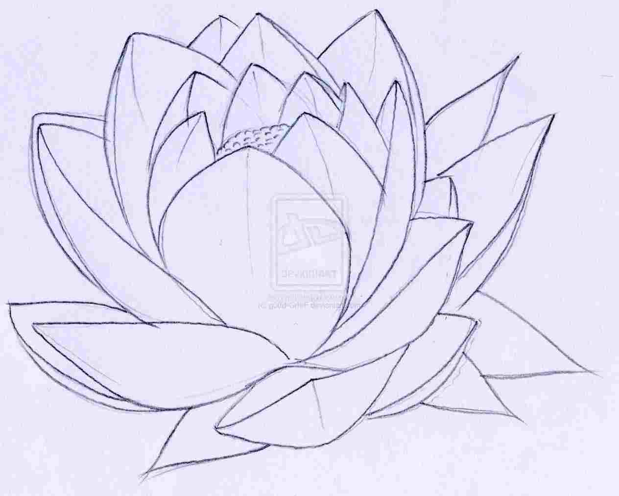 1264x1013 Ideas Rhcom Lotus Simple Lotus Drawing Flower Outline - Lotus Drawing Simple