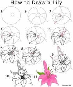 236x283 How To Draw Lotus Flower Step - Lotus Drawing Step By Step