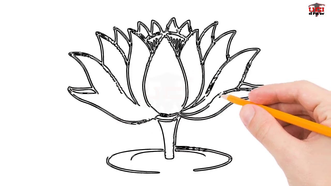 1280x720 Lotus Flower Drawing - Lotus Drawing Step By Step