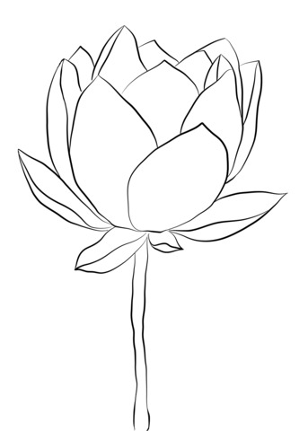 343x480 Drawing Step - Lotus Drawing Step By Step