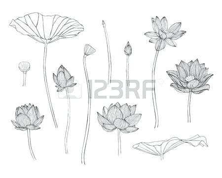 450x360 Lotus Flower Drawing Nemurenai Beautiful Folwer - Lotus Drawing Step By Step