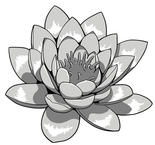 500x468 Lotus Flower Drawing - Lotus Flower Black And White Drawing