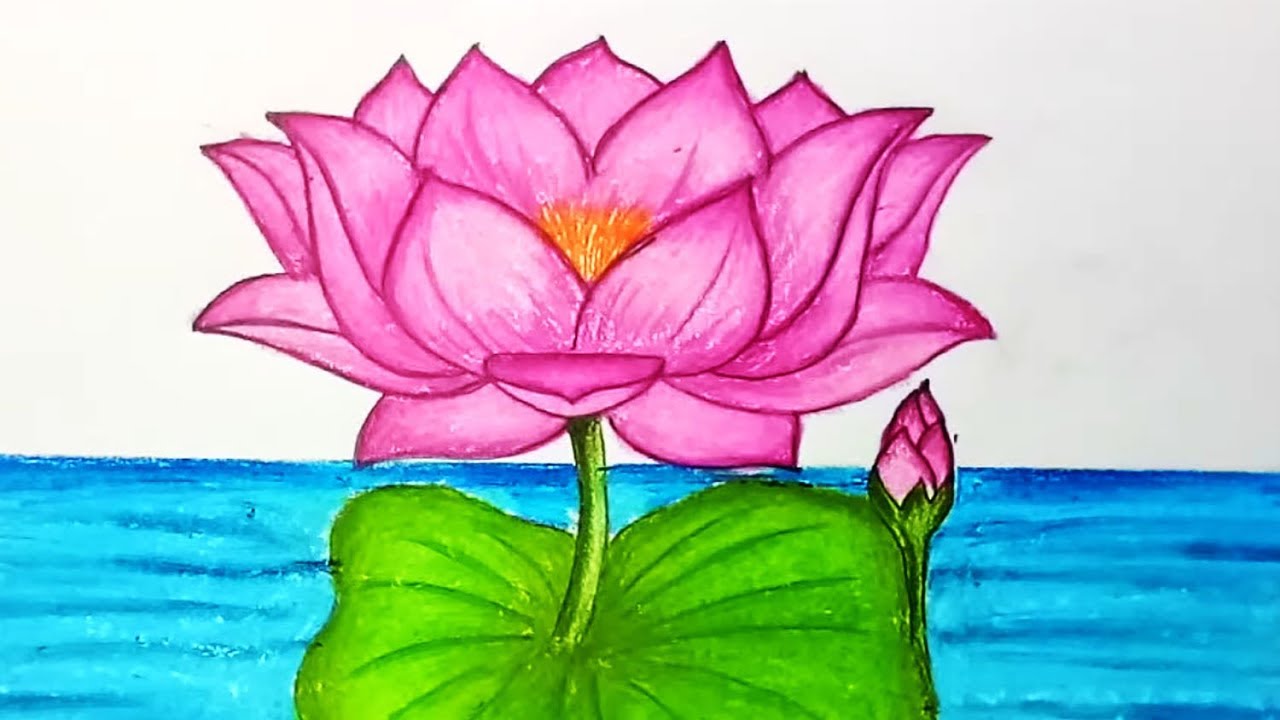 1280x720 How To Draw Lotus Flower Step - Lotus Flower Drawing