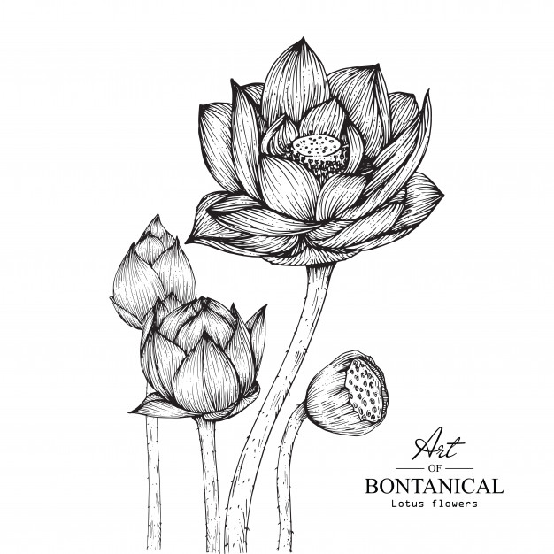 626x626 Lotus Flower Drawings Vector Premium Download - Lotus Flower Drawing