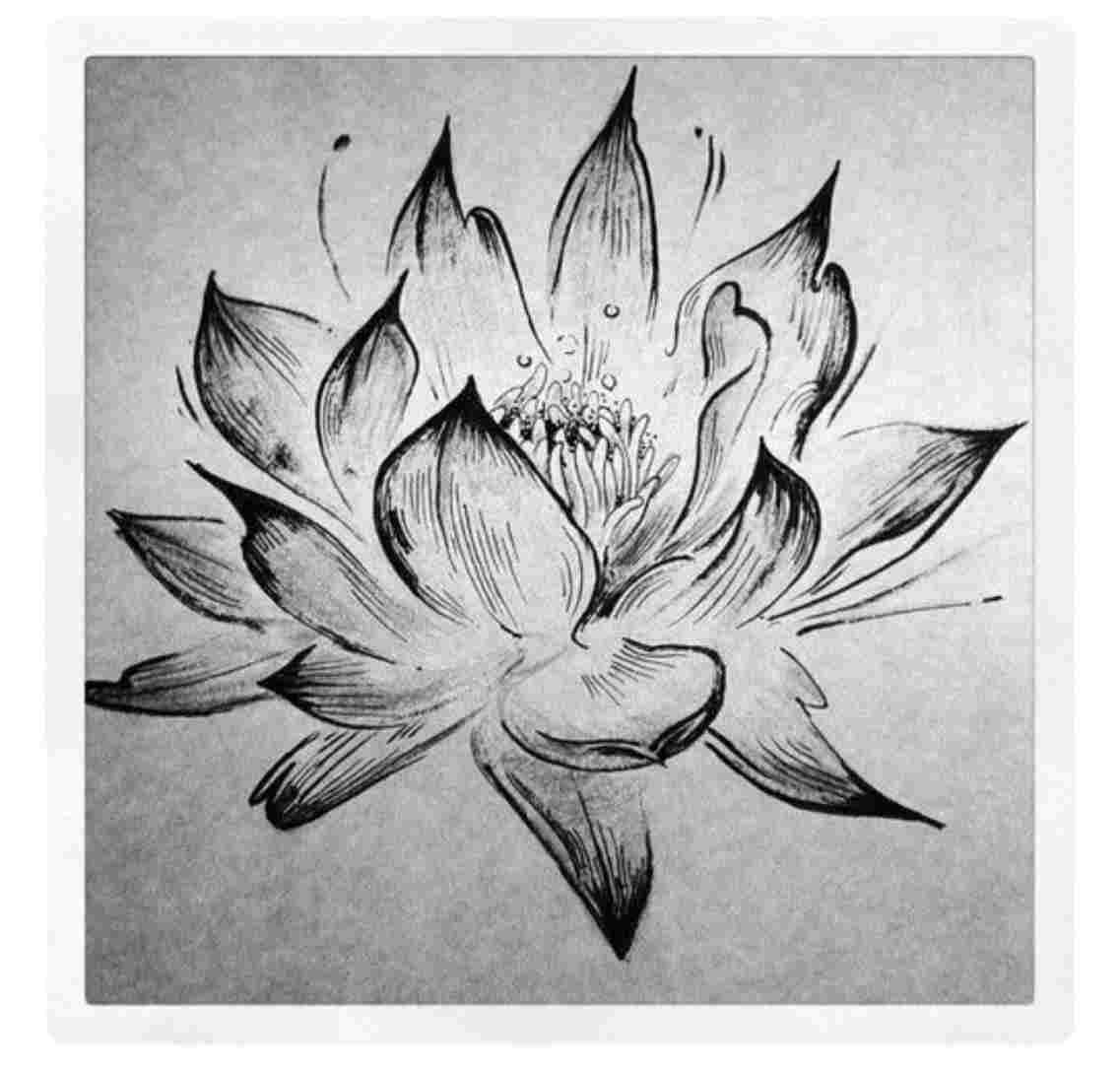 1137x1087 Realistic Lotus Flower Drawing - Lotus Flower Drawing