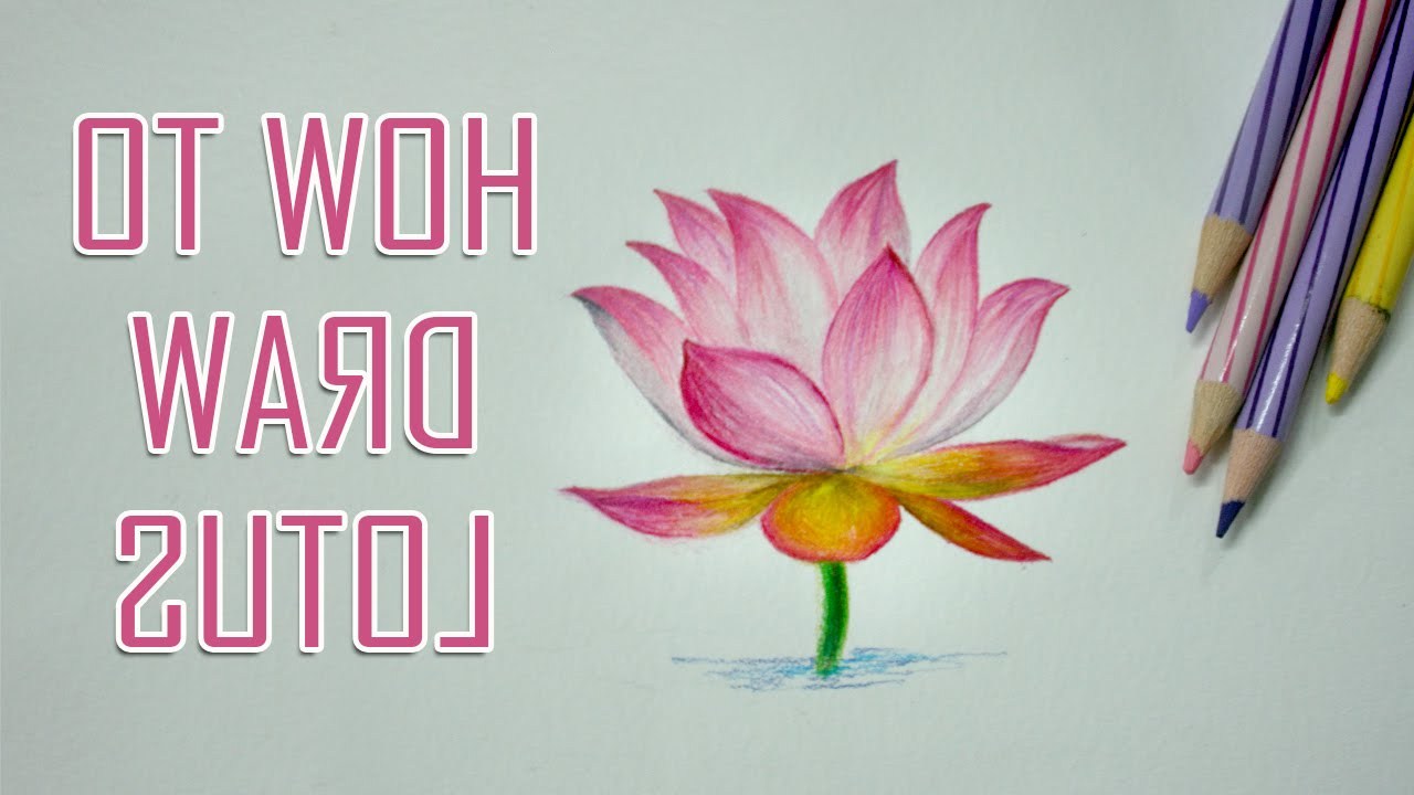 1280x720 Flower Drawings Color - Lotus Flower Drawing Color