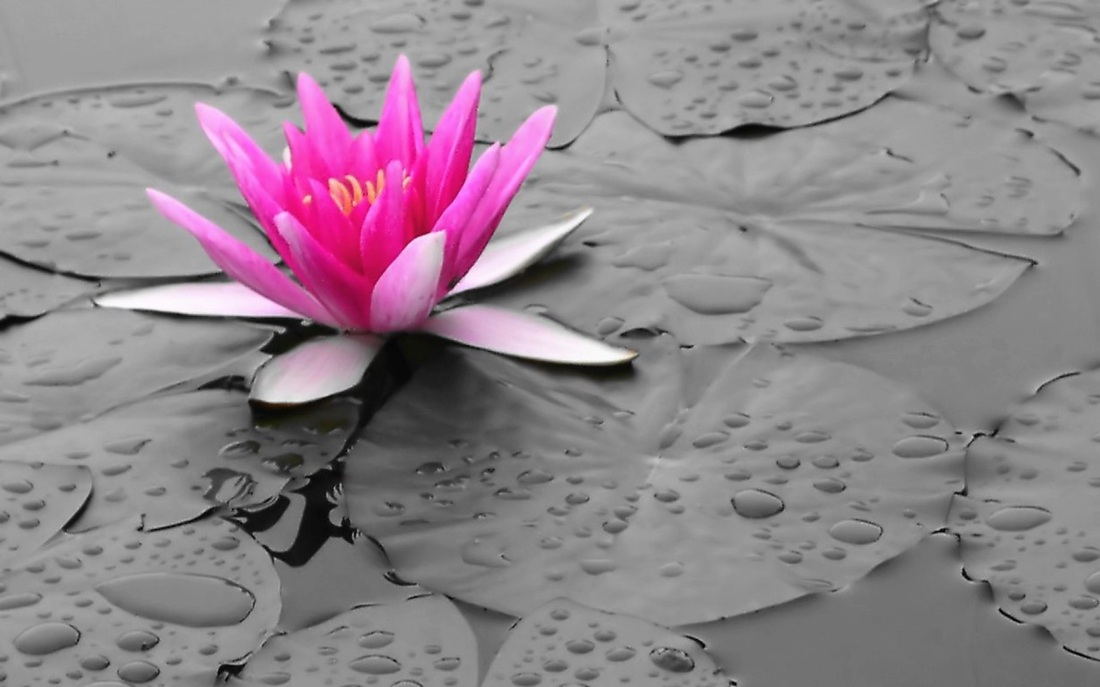 1100x687 Lotus Flower Drawing Colo Hd Wallpaper, Background Images - Lotus Flower Drawing Color
