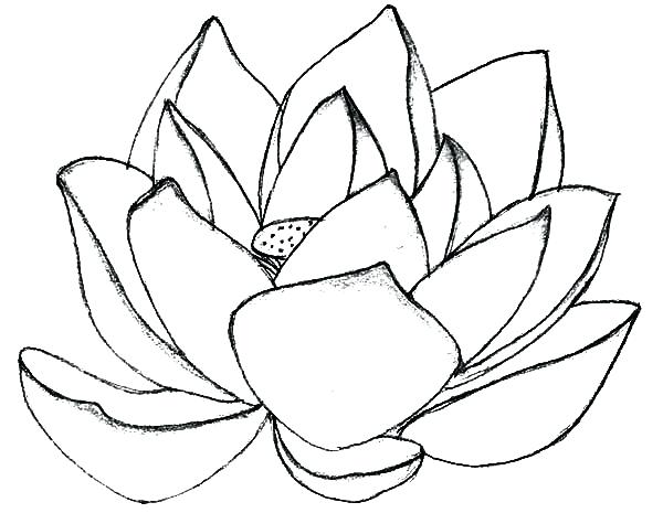 600x465 Lotus Flower Drawing Color At Free For Personal Sacred Coloring - Lotus Flower Drawing Color