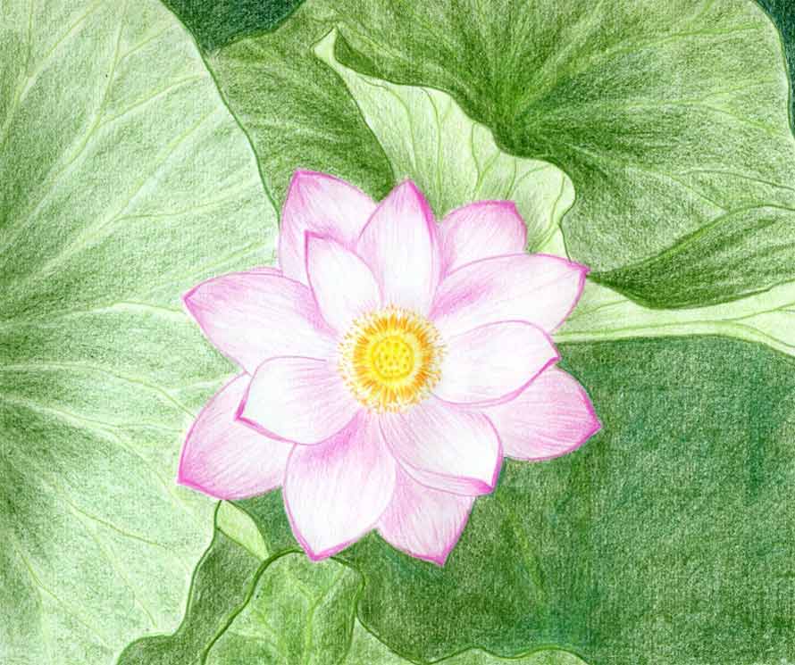890x745 Lotus Flower Drawings Made Easy - Lotus Flower Drawing Color