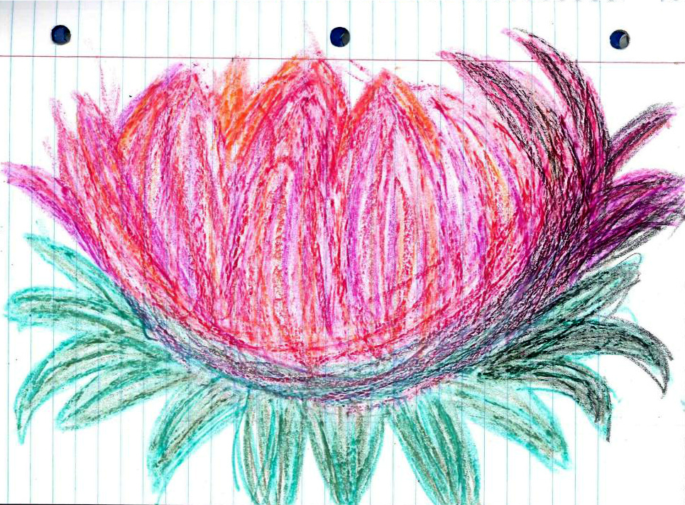 965x711 Pictures Lotus Flower Colour Drawing Image - Lotus Flower Drawing Color