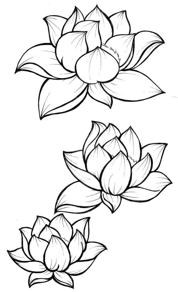 624x1024 lotus flower drawing outline ideas about free flow - Lotus Flower Drawing Images