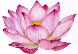 300x210 lotus flower drawing sketch how to draw a lotus flower stepstep - Lotus Flower Drawing Images