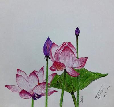 400x376 My First Lotus Flower Drawing - Lotus Flower Drawing Images