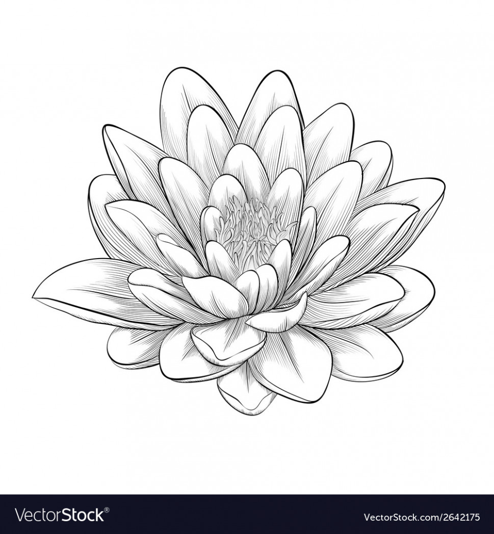 969x1047 The Best Lotus Flower Line Drawing Cliparts Co For Black And White - Lotus Flower Drawing Images