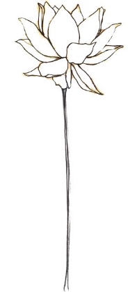 200x420 why the lotus flower jq loves u - Lotus Flower Drawing Pictures