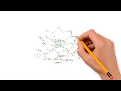 480x360 How To Draw A Lotus Flower Step - Lotus Flower Drawing Step By Step