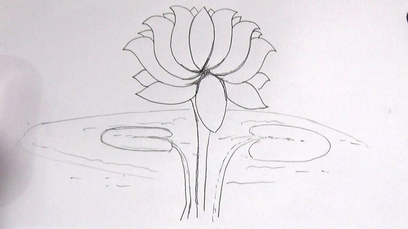 1366x768 lotus flower drawing sketch how to draw a lotus flower stepstep - Lotus Flower Drawing Step By Step