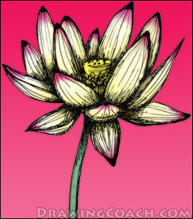 273x310 Lotus Flower Drawing Step - Lotus Flower Drawing Step By Step