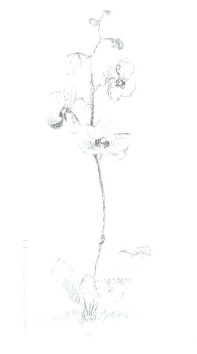 391x700 Japanese Flower Drawing Images Of Lotus Flower Outline Coloring - Lotus Flower Drawing Tumblr