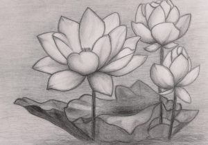 300x210 Lotus Flower Sketch Tumblr Flower Drawings Tumblr - Lotus Flower Drawing Tumblr
