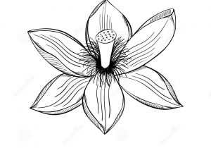300x210 Lotus Flower In Water Drawing Pencil Sketches Lotus Flower - Lotus Flower In Water Drawing