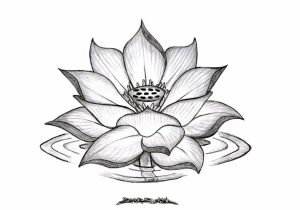300x210 Lotus Flower In Water Drawing And Lotus Flower In Water Drawing - Lotus Flower In Water Drawing