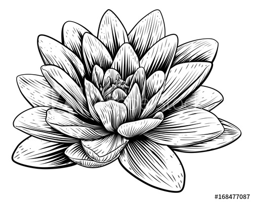 500x400 Lotus Flower Water Lily Vintage Woodcut Etching - Lotus Flower In Water Drawing